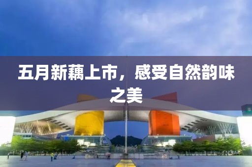 五月新藕上市，感受自然韻味之美