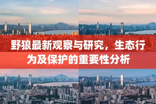 野狼最新觀察與研究，生態(tài)行為及保護(hù)的重要性分析