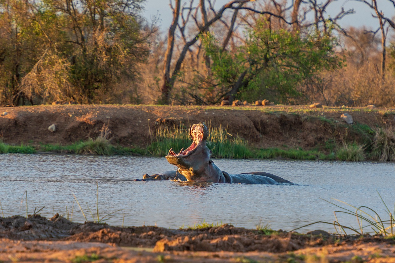 貴州斗牛視頻，展現(xiàn)傳統(tǒng)運(yùn)動的魅力與活力