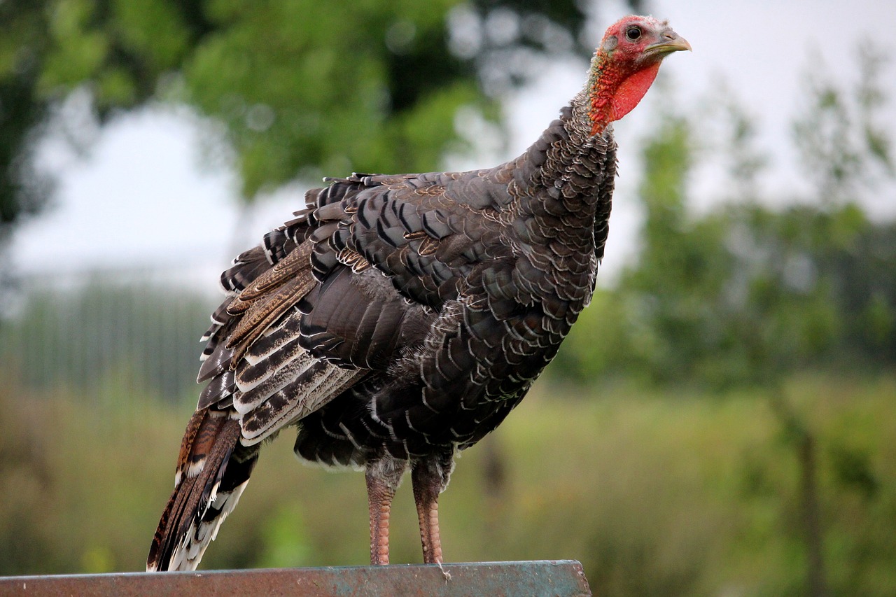 火幣最新版，探索前沿技術(shù)與合規(guī)之路的挑戰(zhàn)與突破
