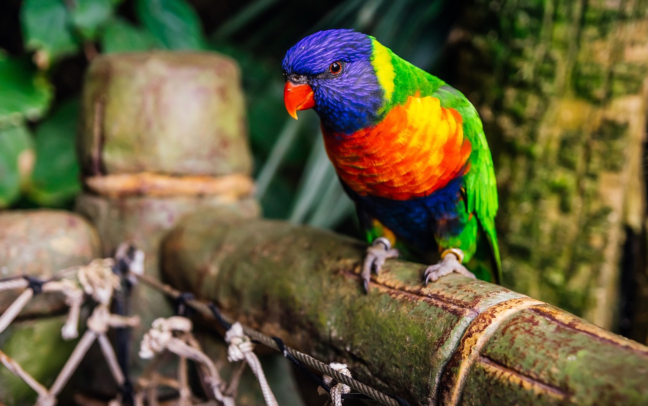 2024新澳免費資料彩迷信封,最新禽病,蘋果02.22.80