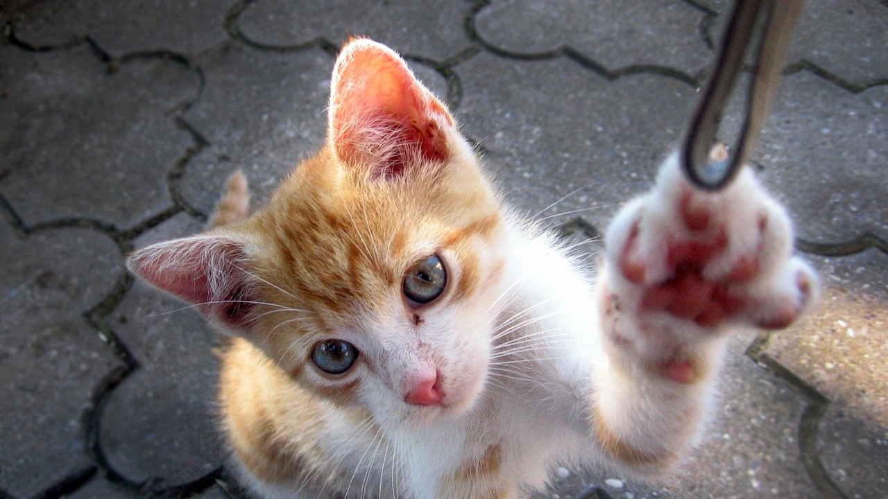 楊柳郡四期最新動態(tài)，開啟未來生活新篇章