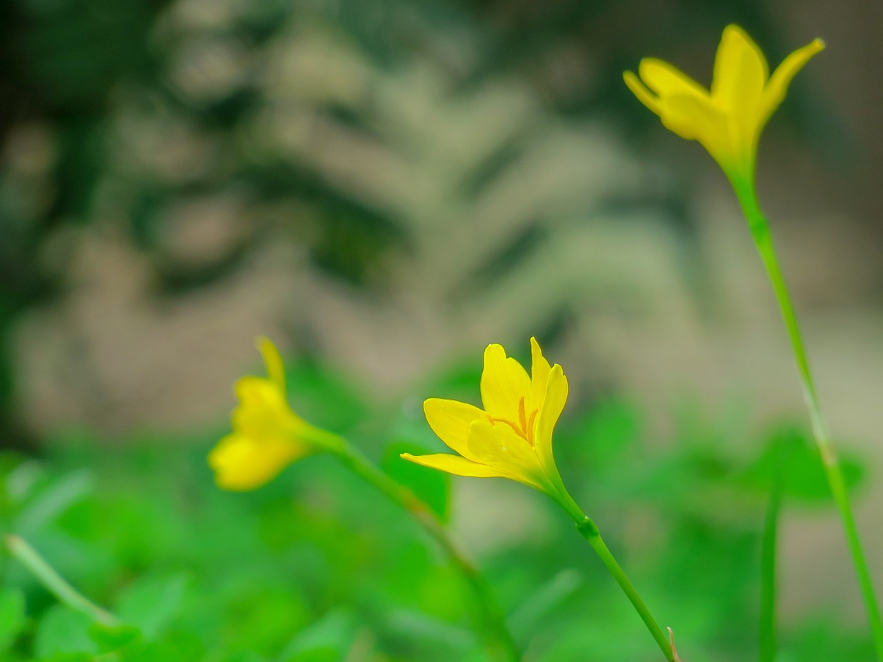 香港2023全年免費(fèi)資料,綠色解答解釋落實(shí)_定時(shí)集45.339