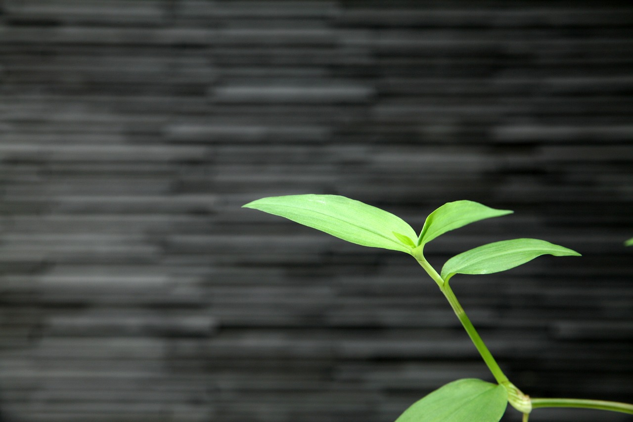 郭富城與方媛的愛情生活最新動(dòng)態(tài)，甜蜜瞬間的見證