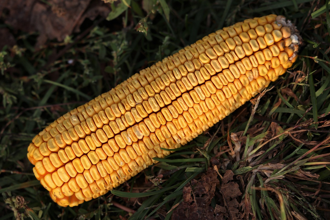 山西玉米價(jià)格行情更新及深度分析