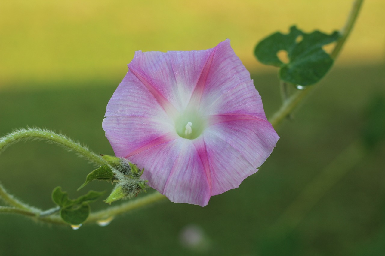 熱血獵人最新動(dòng)態(tài)揭秘，深入解析獨(dú)特魅力與探討