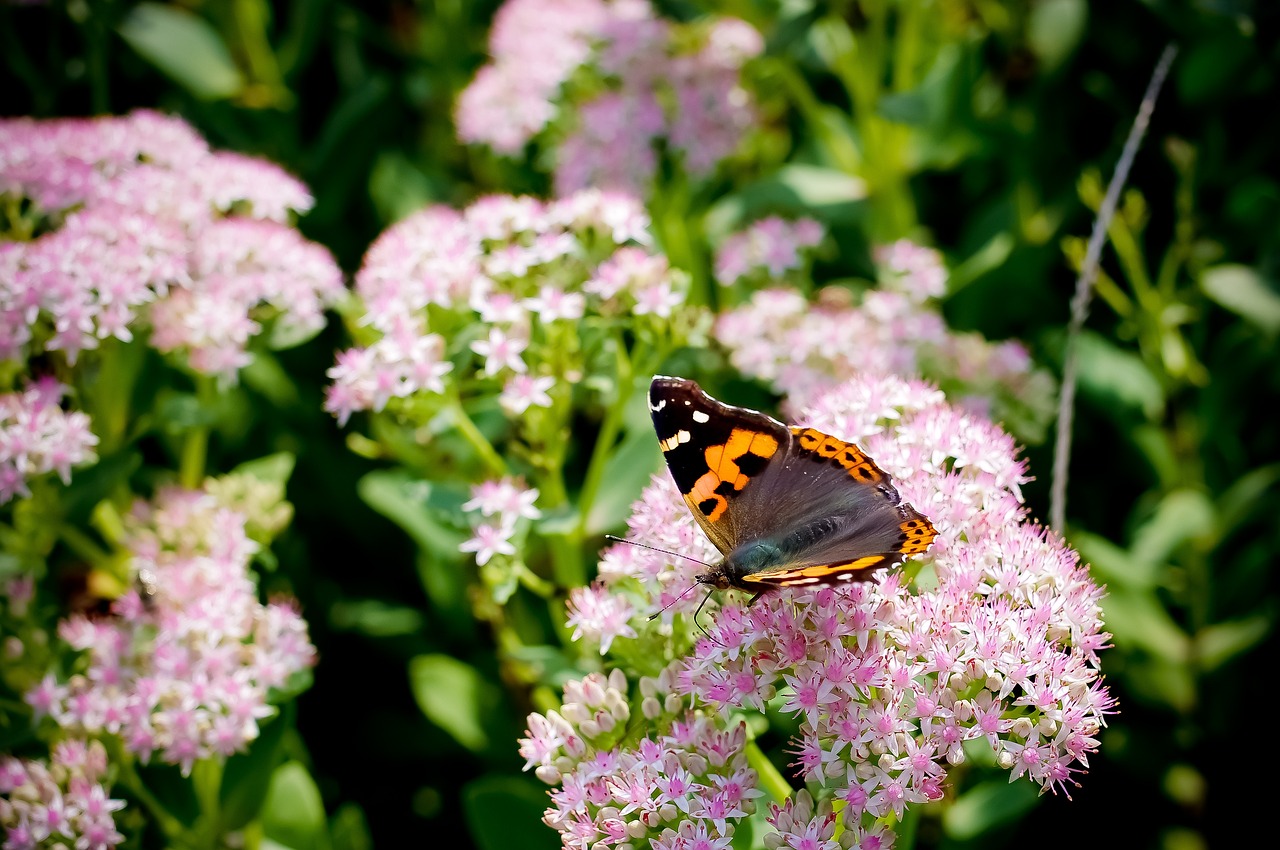 中華御苑，文化與自然融合，打造新時(shí)代城市綠洲的最新動(dòng)態(tài)