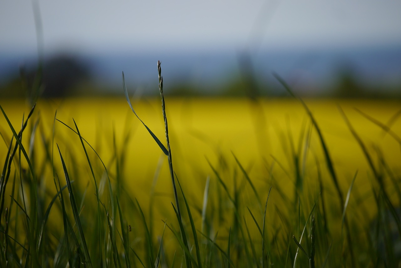 雜柑最新品種，柑橘產(chǎn)業(yè)創(chuàng)新之光閃耀登場(chǎng)