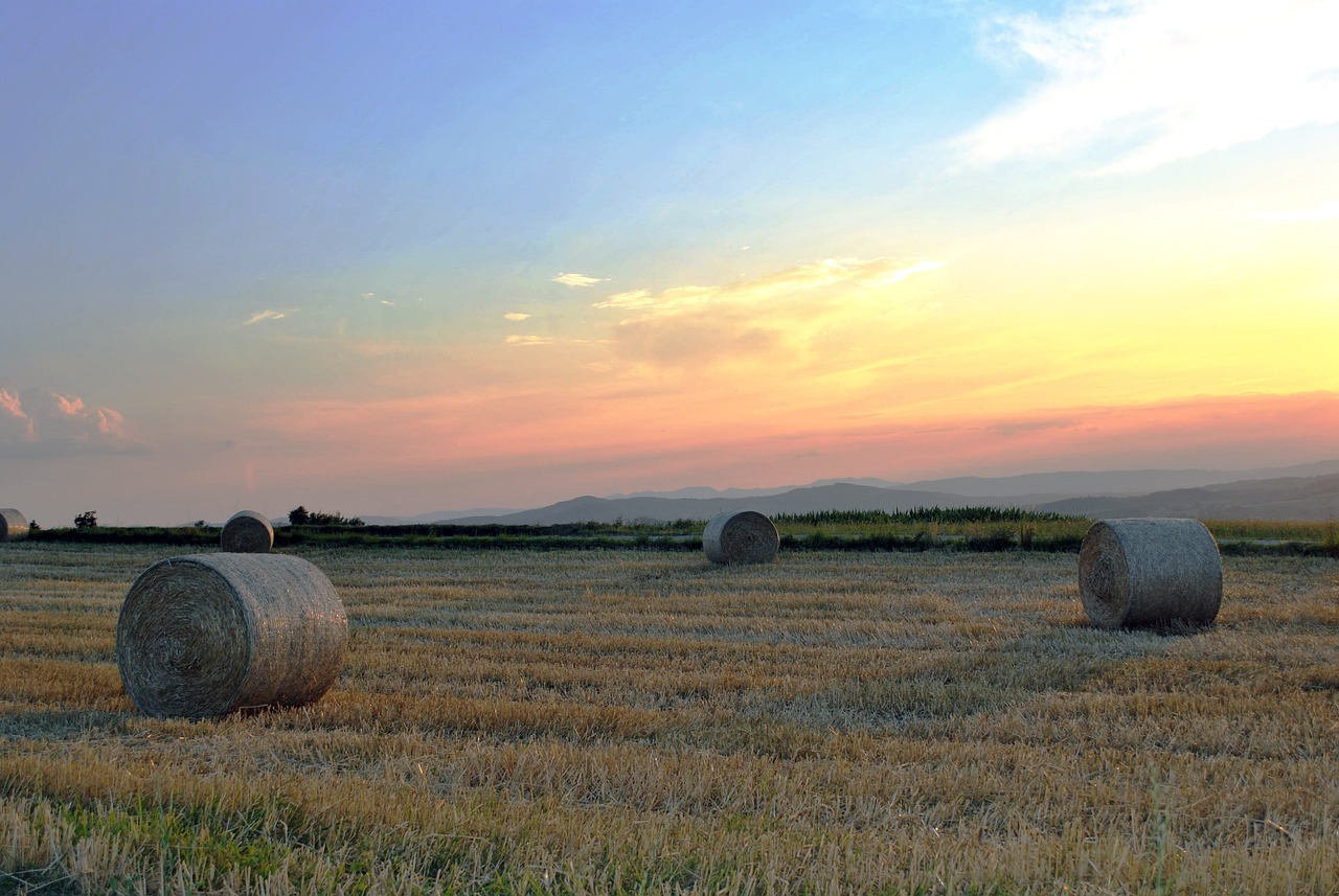 安徽小麥最新價(jià)格分析與市場動態(tài)，市場動態(tài)解讀小麥價(jià)格走勢