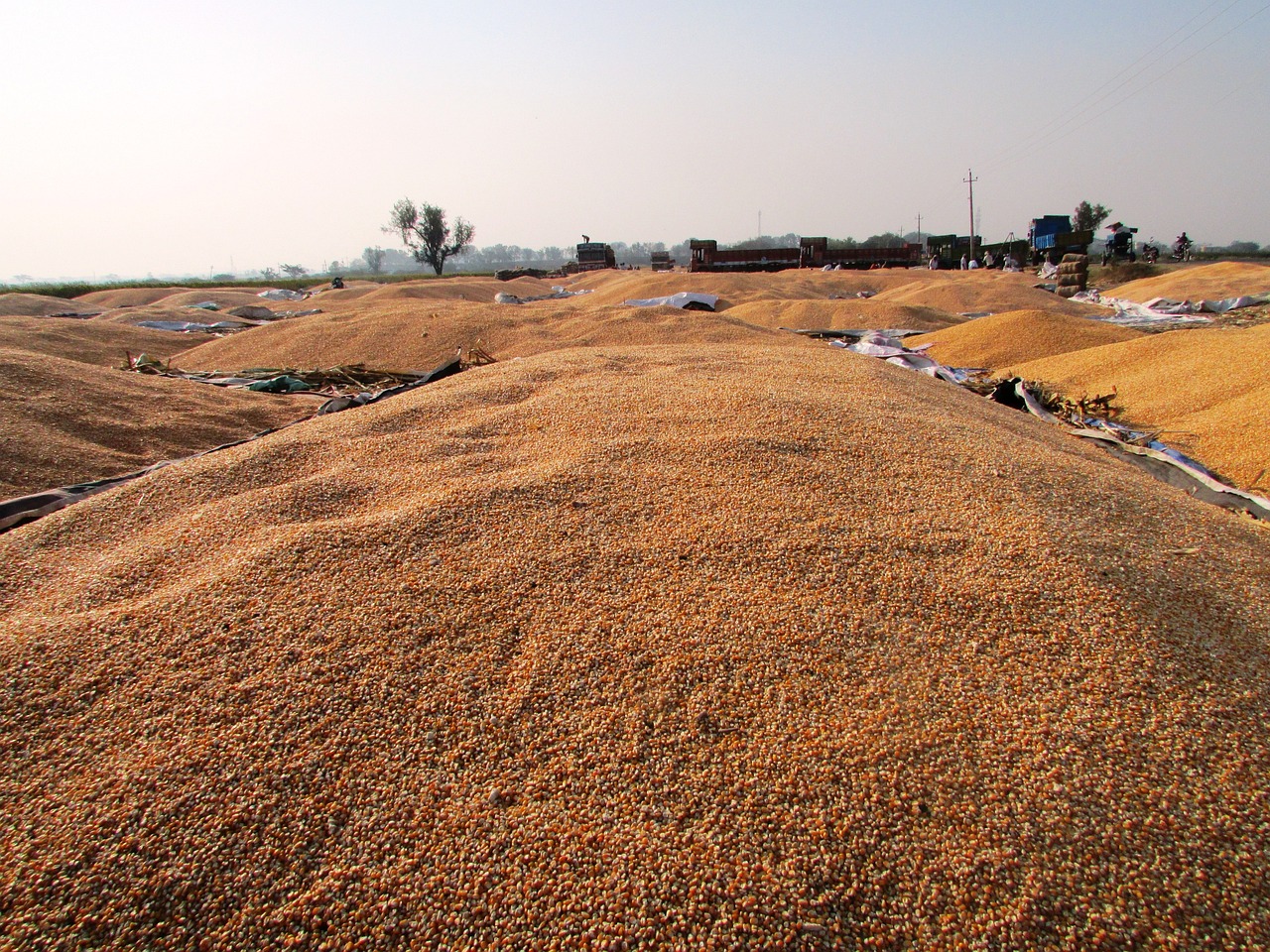 武強今日玉米價格及最新動態(tài)分析