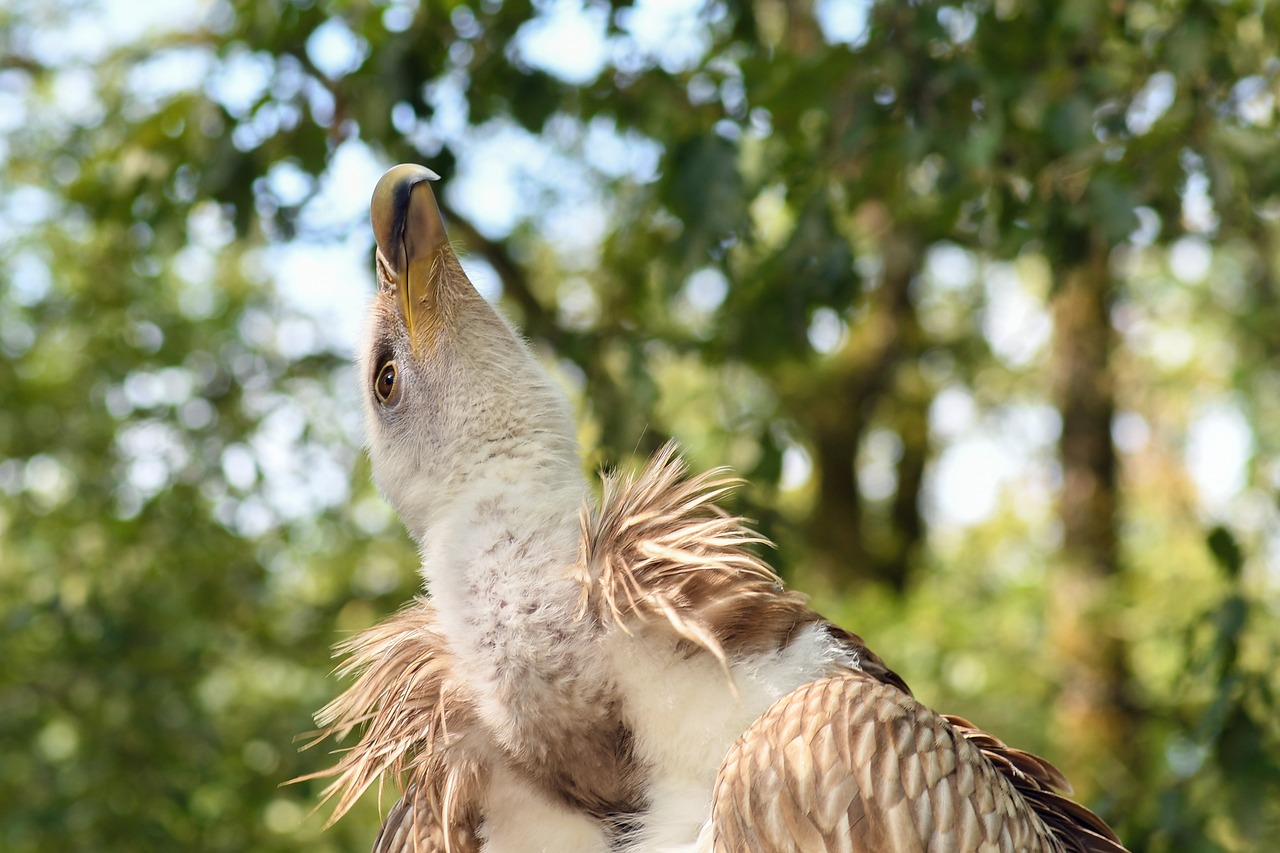 均安房產(chǎn)最新買賣動態(tài)與市場趨勢深度解析