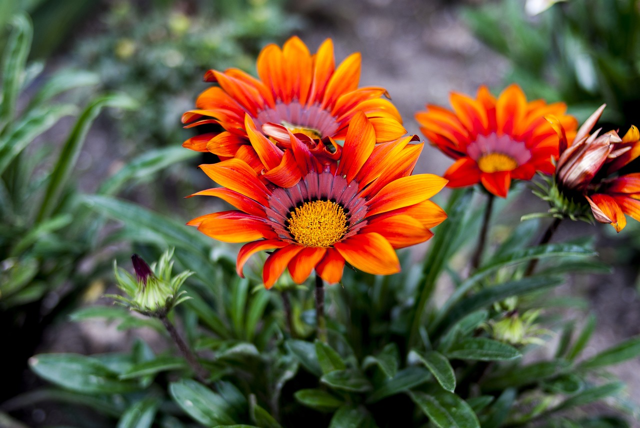 沾化高速規(guī)劃最新動態(tài)，深度解析最新消息