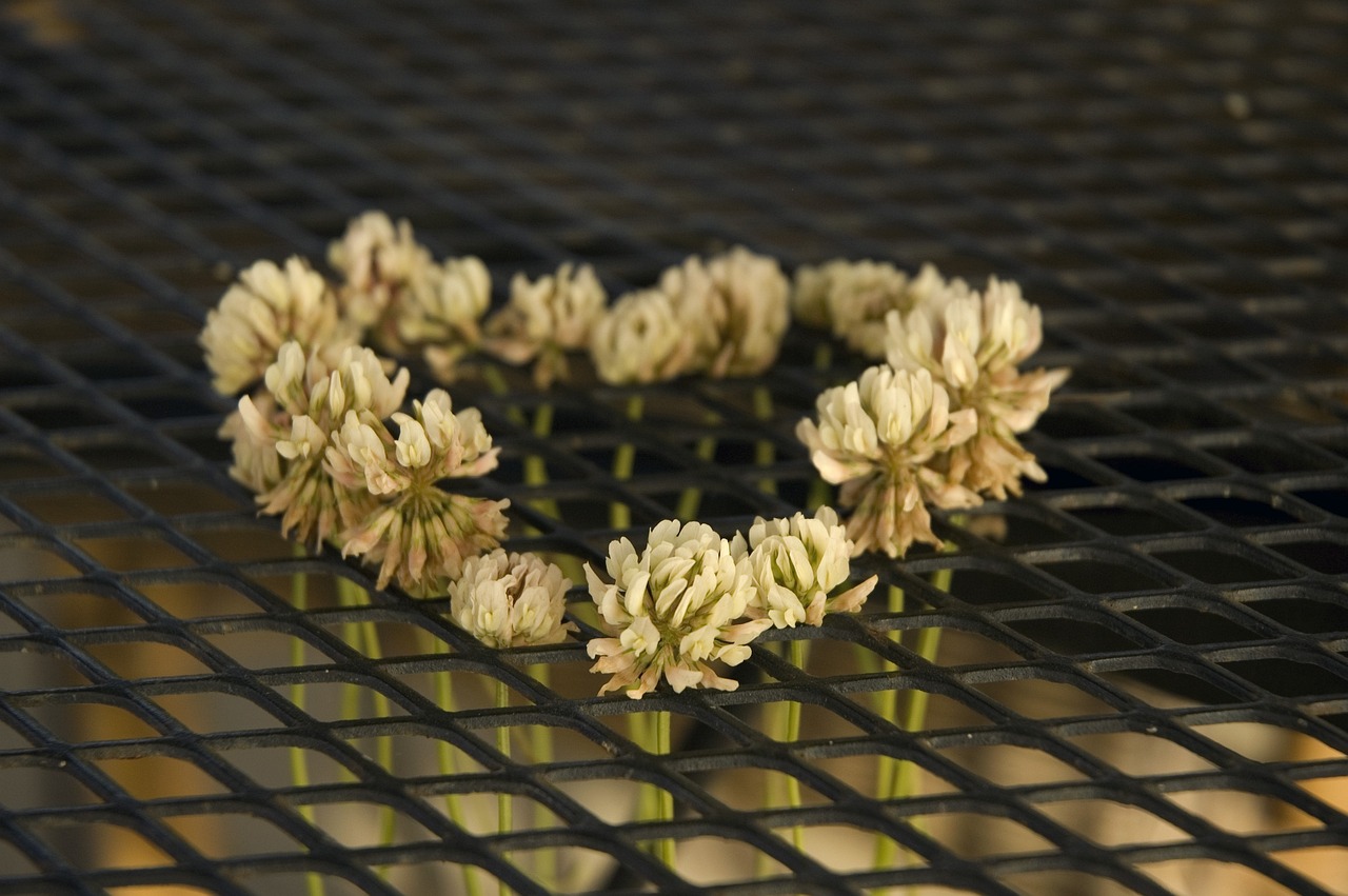 唇角花香 第24頁