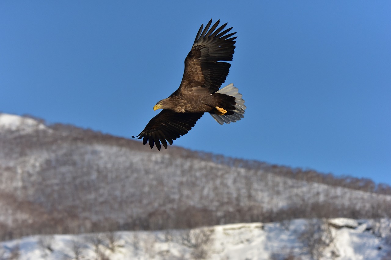 合宿青高鐵最新消息全面解讀與分析，最新動(dòng)態(tài)一覽無(wú)遺
