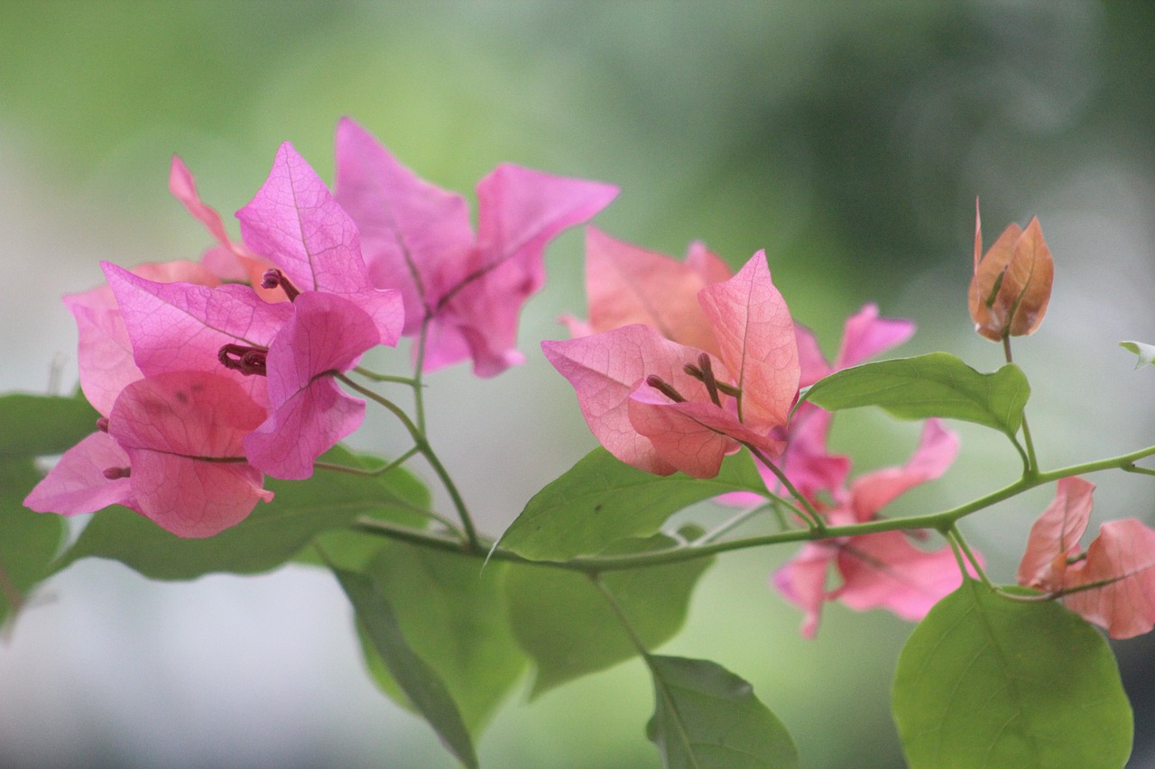 新一代CRV最新動態(tài)，科技與設(shè)計的融合塑造未來駕駛新體驗