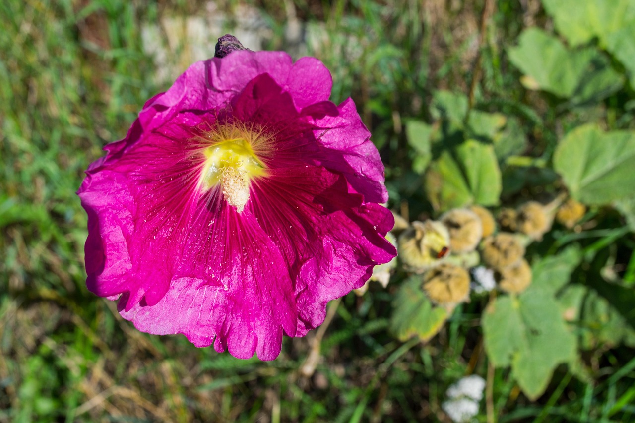 西北旺后廠村最新動態(tài)，發(fā)展與變遷的足跡揭秘新進(jìn)展