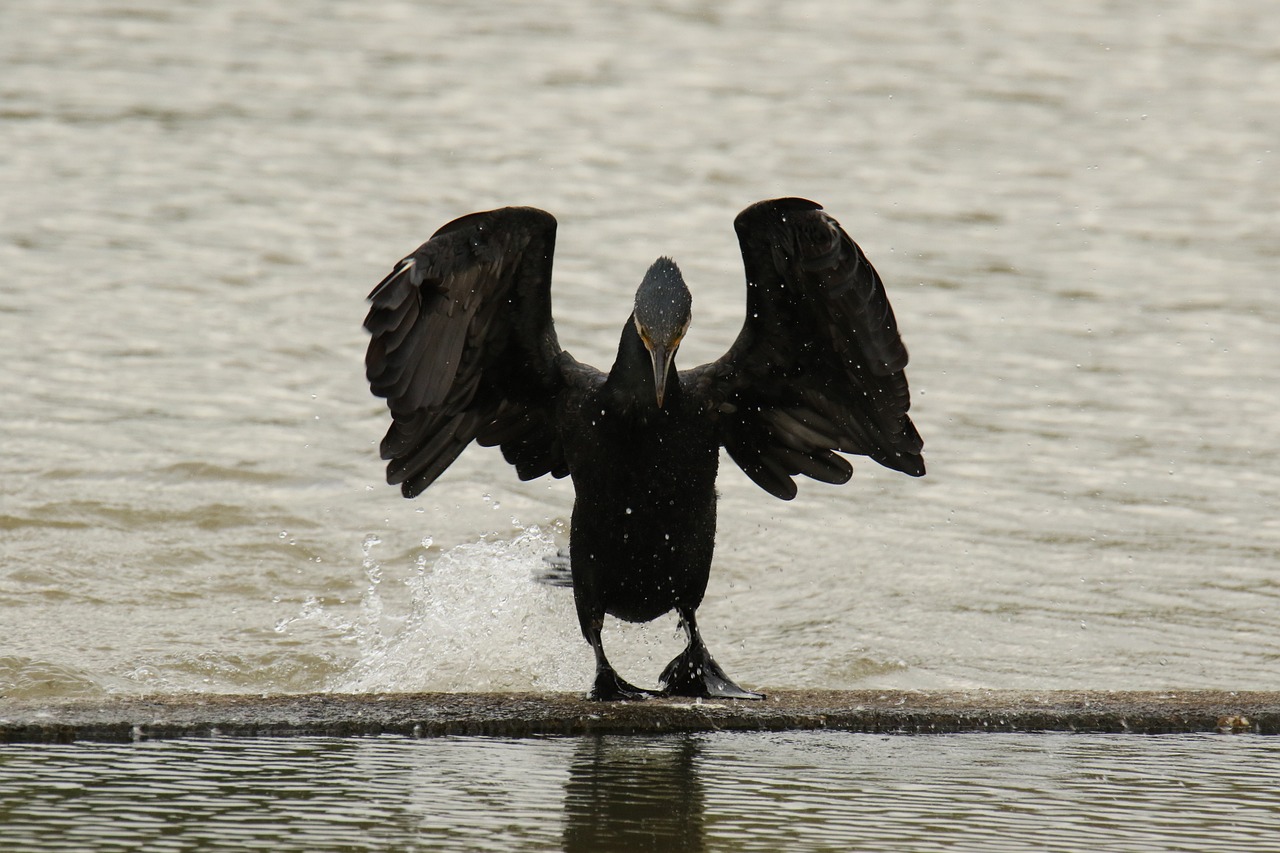 葉天凌最新動態(tài)與成就，科技前沿的杰出領導者探索之路
