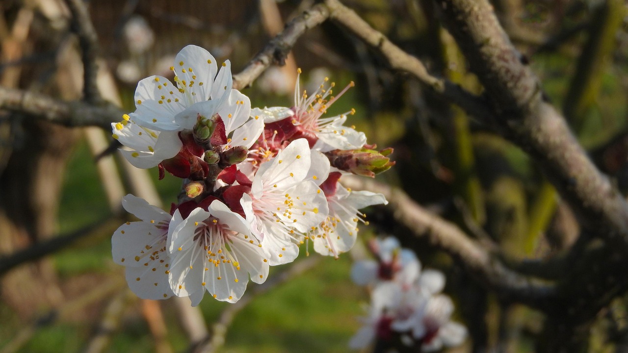 吉利博瑞新款資訊速遞，最新動態(tài)與細(xì)節(jié)揭秘